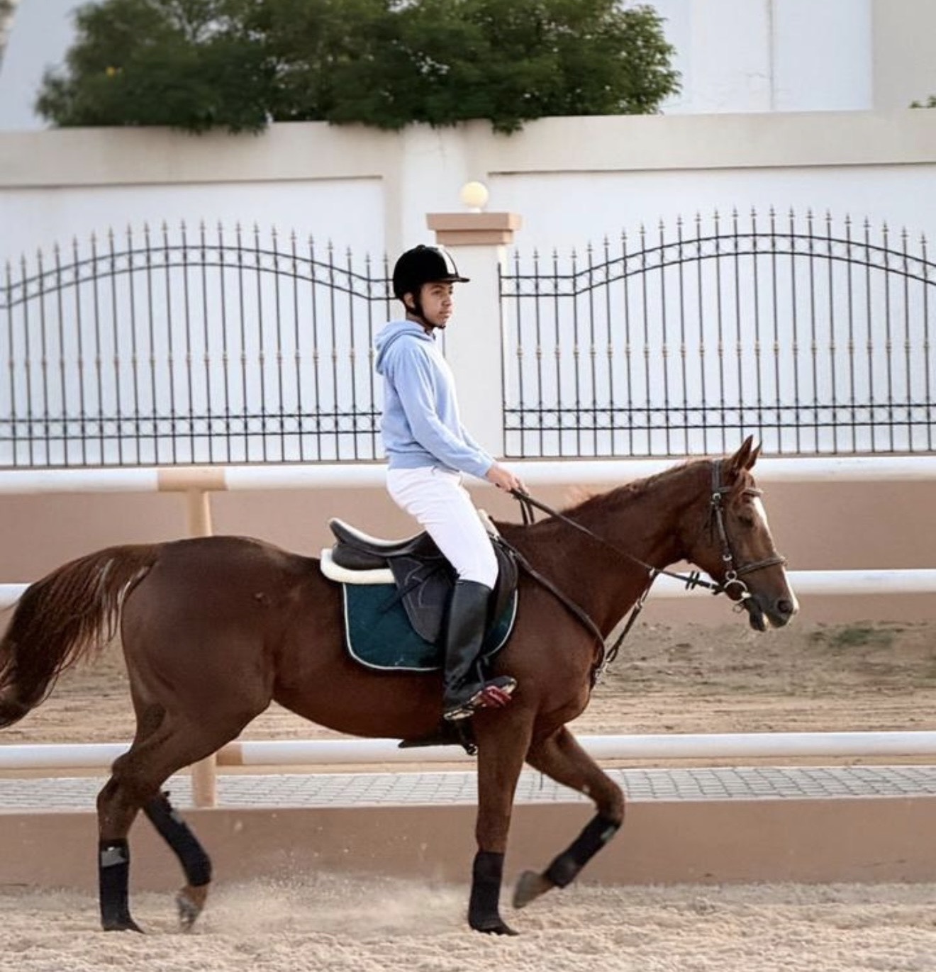 المعرض